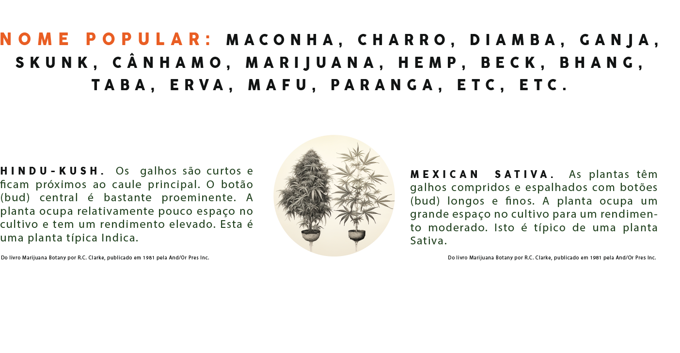 CBFC-Cannabis-detalhes2.png