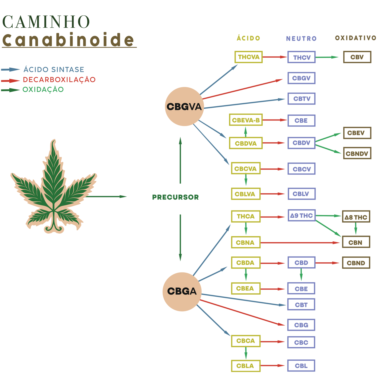 CBFC-Cannabis-caminho-canabinoide.png