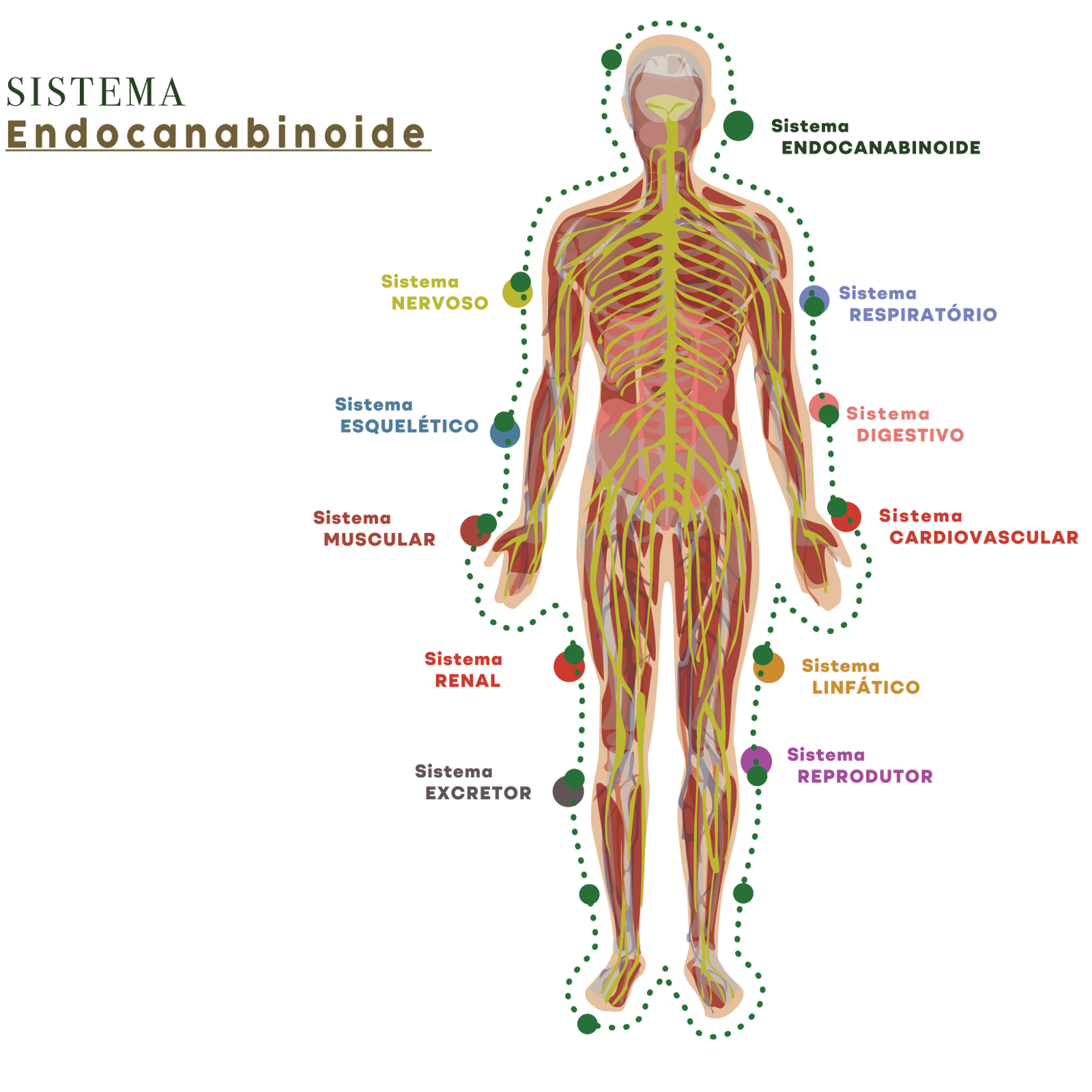 CBFC-Cannabis-Sistema-ENDOCanabonoide.png